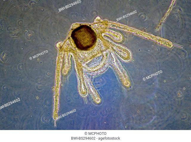 Planctonic larvae of a brittle star, possibly Ophiura sp