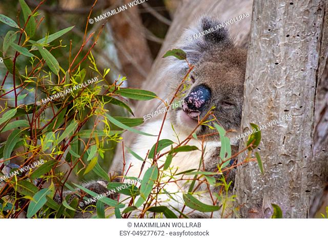 Koala bear sleeping in tree behind leafs in Australia