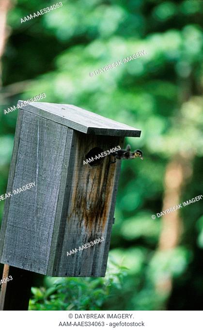 Wood Duckling leaving nest box (Aix sponsa) Marion Co