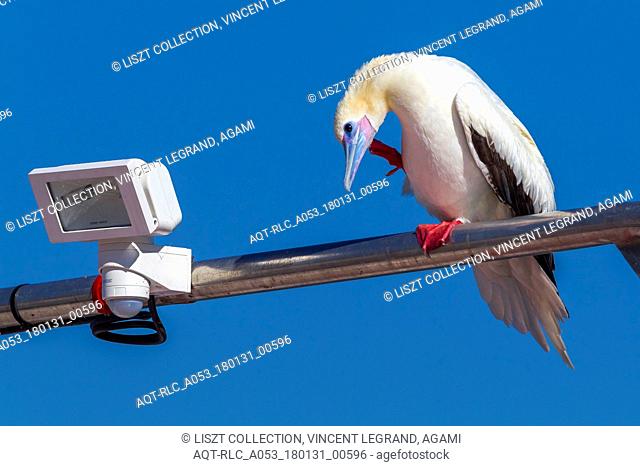 This white phase adult Red-footed Booby lingered for almost 2 weeks in Lac de Sainte-Croix, France., Red-footed Booby, Sula sula