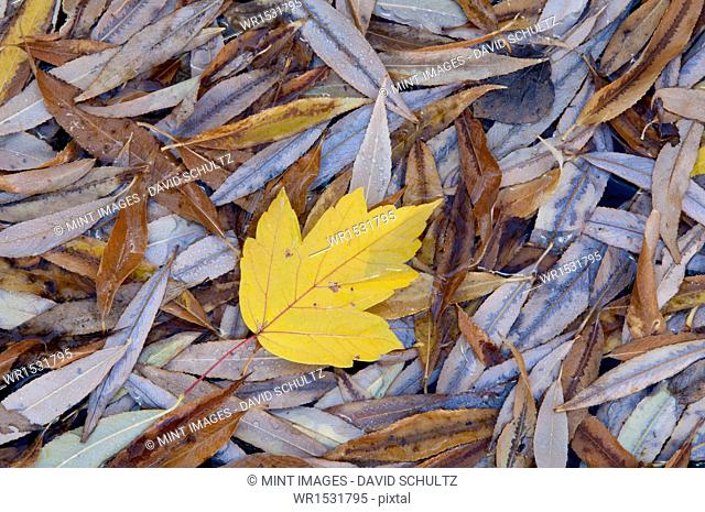 A single leaf on top of a pile of leaves in autumn