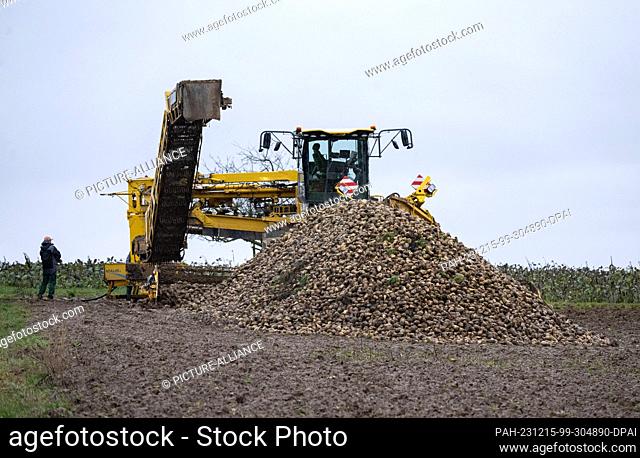PRODUCTION - 13 December 2023, Baden-Württemberg, Hemmingen: A farmer stands next to a beet cleaner loader with a pile of sugar beet