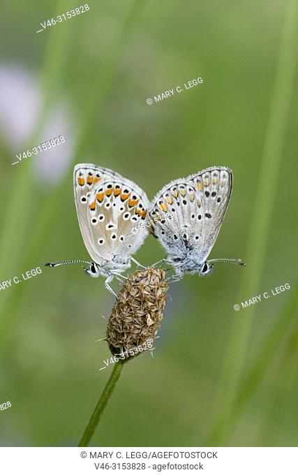 Brown Argus, Aricia agestis mating. Srbsko, Czech Republic. Brown Argus, Aricia agestis is myrmephilic blue butterfly that lays eggs on Geranium