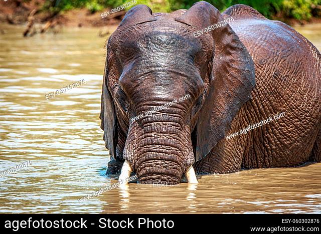 Starring Elephant in the Kruger National Park, South Africa