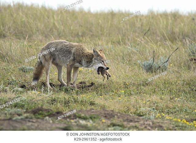 Coyote (Canis latrans) Eating a prairie dog, Theodore Roosevelt NP (South Unit), North Dakota, USA