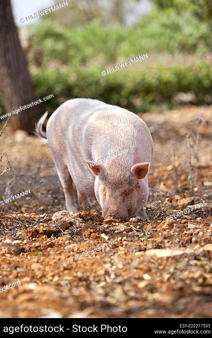 Haus schwein säugetier im freien im sommer