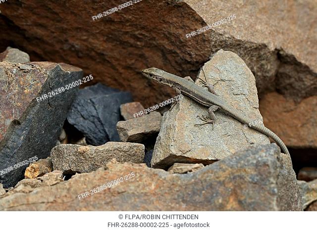 Pyrenean Rock Lizard (Iberolacerta bonnali) adult, resting on rock, Hautes-Pyrenees, Midi-Pyrenees, France, June