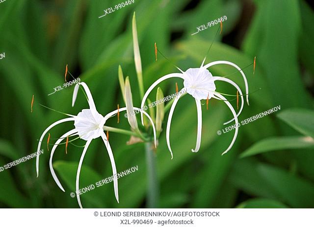 Spider lily  Scientific name: Hymenocallis littoralis  Bintan island, Indonesia