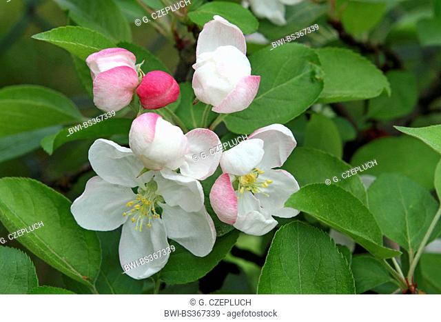 apple tree (Malus domestica), apple flowers, Germany