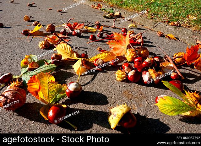 autumn fallen colored leaves on the road