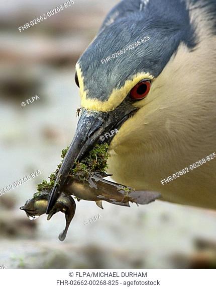 Black-crowned Night-heron (Nycticorax nyctocorax) adult, close-up of head, with fish in beak, Hortobagy N.P., Hungary, April