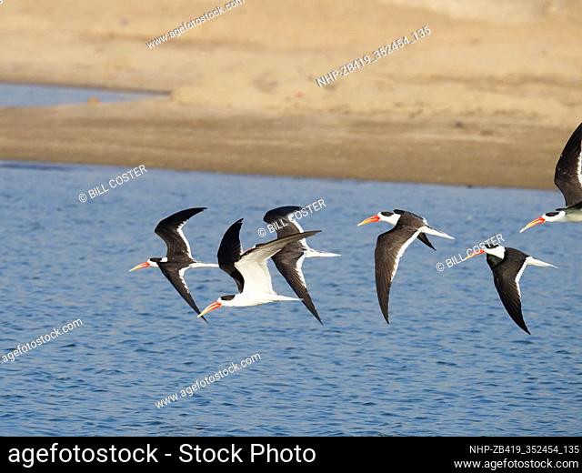 Indian Skimmer - flock in flight Rynchops albicollis Rajasthan, India BI032012