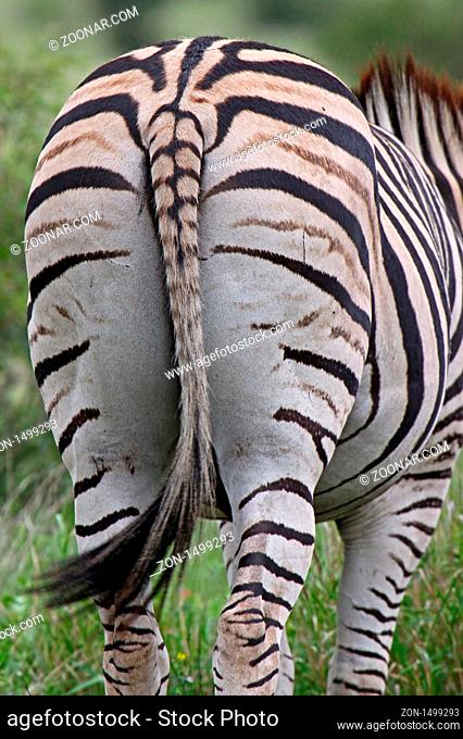 Steppenzebra, Südafrika, South Africa, Plains Zebra, Perissodactyla, Equus quagga ------------------------------ a wildlife document