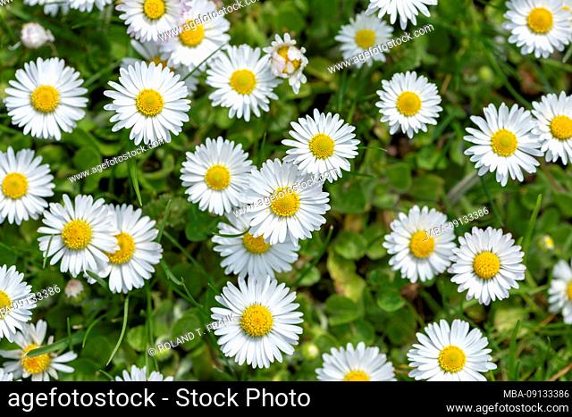 Daisy (Bellis perennis), also known as gowan
