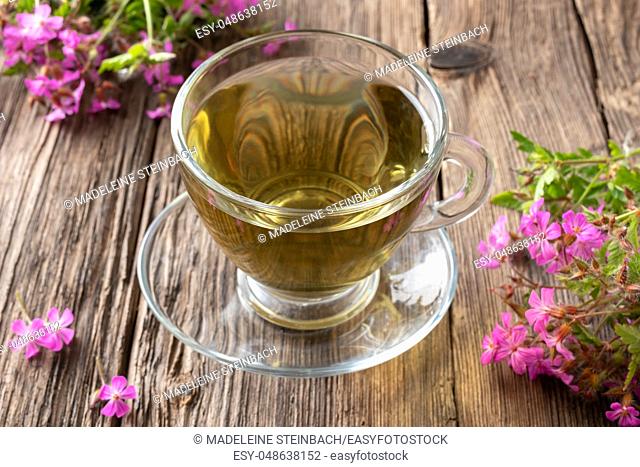 A cup of herbal tea with fresh blooming herb-Robert plant