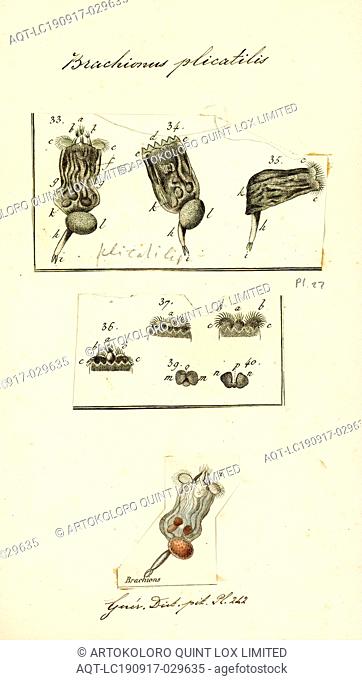 Brachionus plicatilis, Print, Brachionus plicatilis is a euryhaline (tolerate a wide range of salinity) rotifer in the Family Brachionidae