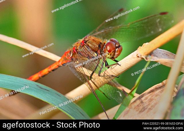 30 September 2021, Brandenburg, Ludwigsfelde: 30.09.2021, Ludwigsfelde. A red darter (Sympetrum) sits on its perch for hunting at the edge of a pond near...