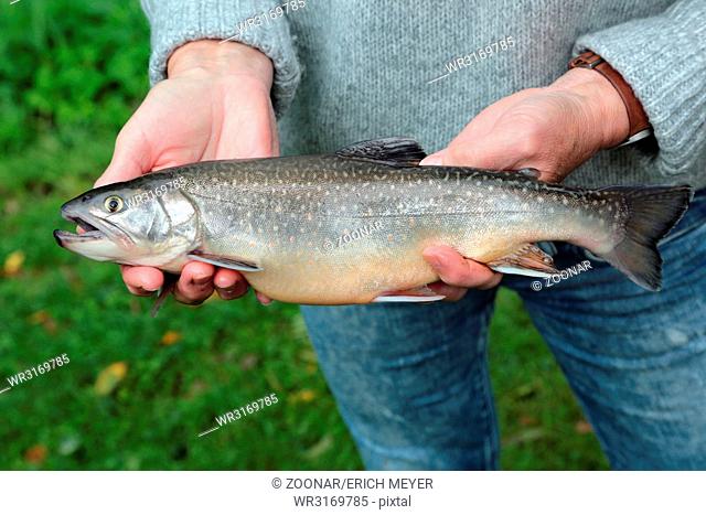 Brook trout, Salvelinus fontinalis