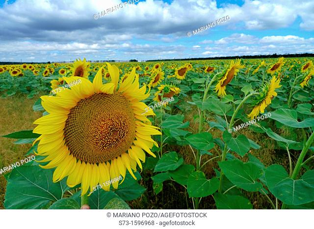 Sunflower field in Samara region, Russian Federation