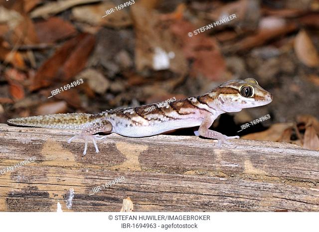 Pictus Gecko, Madagascar Ground Gecko, Ocelot Gecko or Malagasy Fat Tailed Gecko (Paroedura picta), Kirindy, Madagascar, Africa