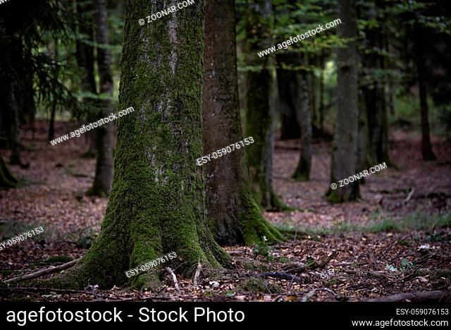 Close-up image into the forest with an old tree trunk covered with green moss