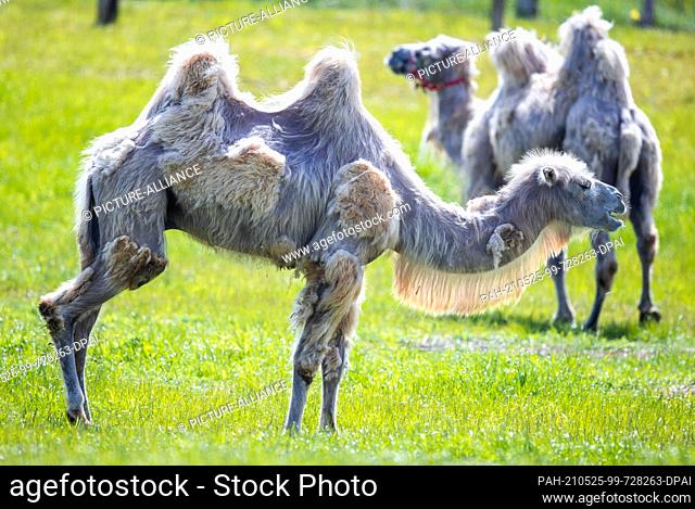 21 May 2021, Mecklenburg-Western Pomerania, Sternberg: Two stampeding animals feed in a spacious paddock at the Sternberger Burg camel farm