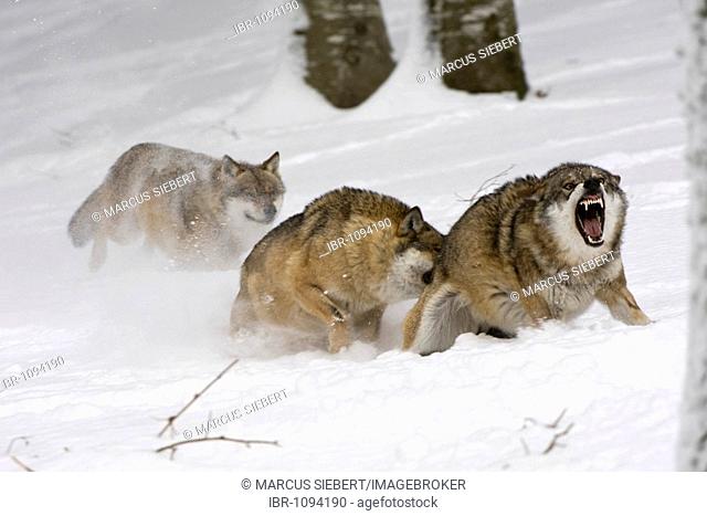 Wolves (Canis lupus) fighting in snow, open-air enclosure, Bavarian Forest National Park, Bavaria, Germany, Europe