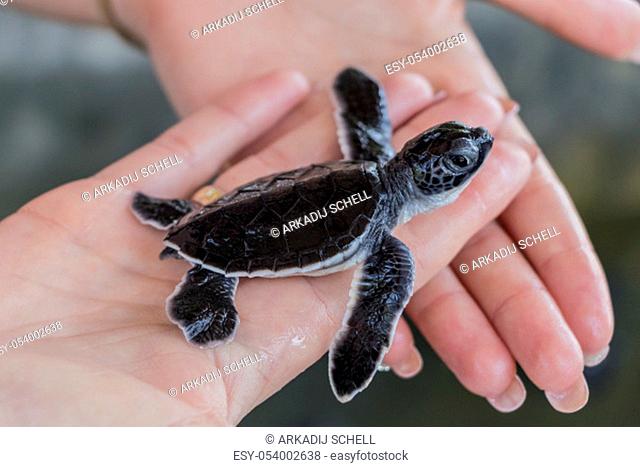 Cue black baby turtle on hands. Sri Lanka