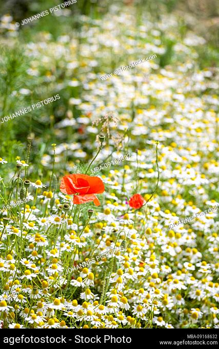 Europe, Germany, Lower Saxony, Ellerhoop, Poppy (Papaver rhoeas) and Real Chamomile (Matricaria chamomilla L, ) on a wildflower meadow at the Arboretum