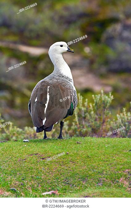 Upland or Magellan Goose (Chloephaga picta), male, Tierra del Fuego National Park, Ushuaia, Patagonia, Argentina, South America
