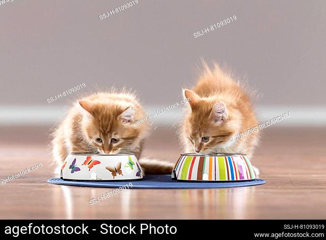 Maine Coon. American Longhair. Two kittens at feeding bowls. Germany