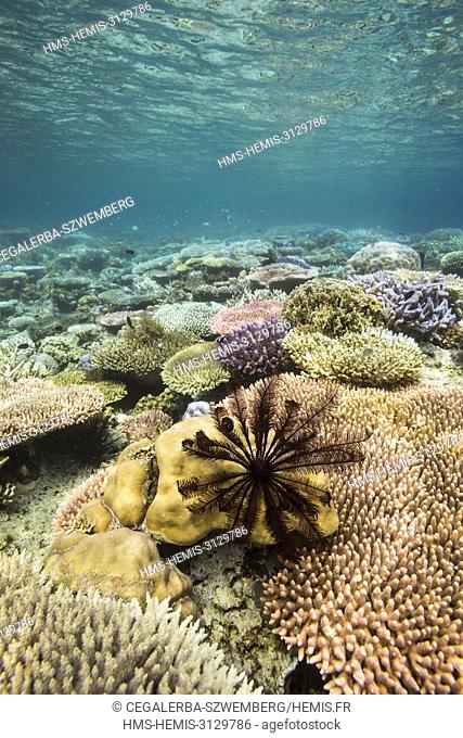 Philippines, Palawan, Taytay Bay, Isla Blanca, chrinoides on the coral reef