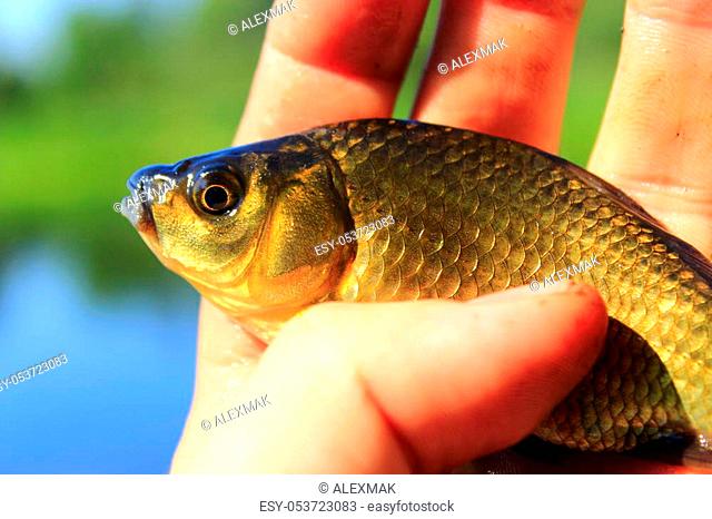 fresh caught Prussian carp on the human hand