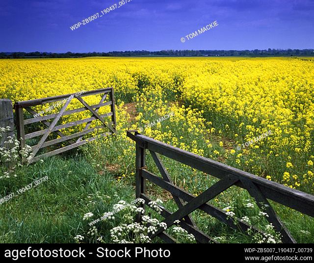 Gate leading into Field of Rape, near Burford, Oxfordshire, England