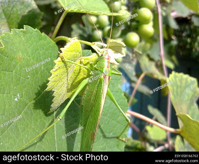 A green grasshopper on the vineyard foliage