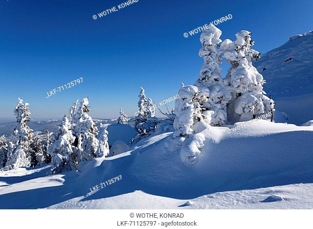 snowcovered spruce, Picea abies, Winterscenery on Arber Mountain, Bavaria, Germany, Europe