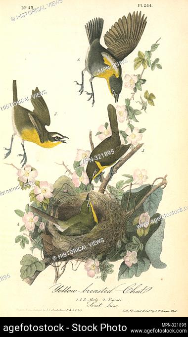 Yellow-breasted Chat. 1. 2. 3. Male. 4. Female. (Sweet briar.). Audubon, John James, 1785-1851 (Artist). The birds of America