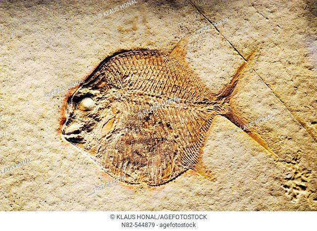Fish Fossil (Gyrodus hexagonus) - Museum Eichstaett / Place of discovery is Workerszell / Bavaria/Germany