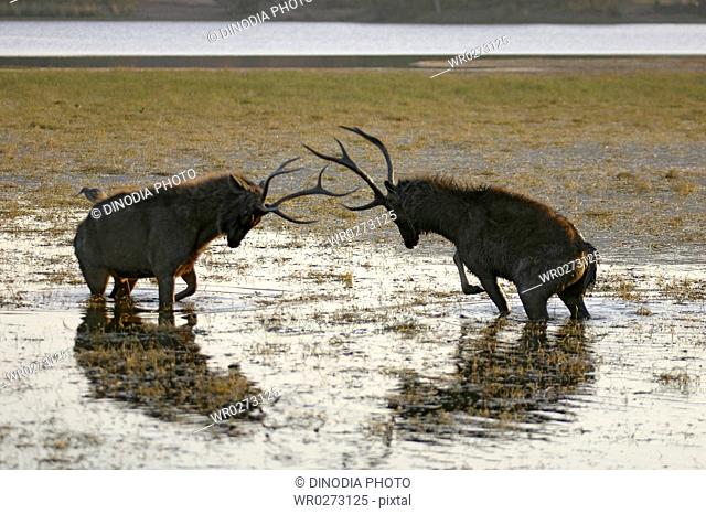Sparring Sambar Deer stags in Rajbagh lake , Ranthambore Tiger Reserve National Park , Rajasthan , India