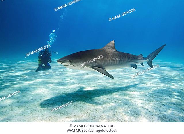 Tiger Shark with Diver, Galeocerdo cuvier, Atlantic Ocean, Bahamas