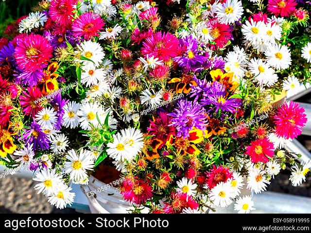 Natural organic background from decorative multicolored flowers