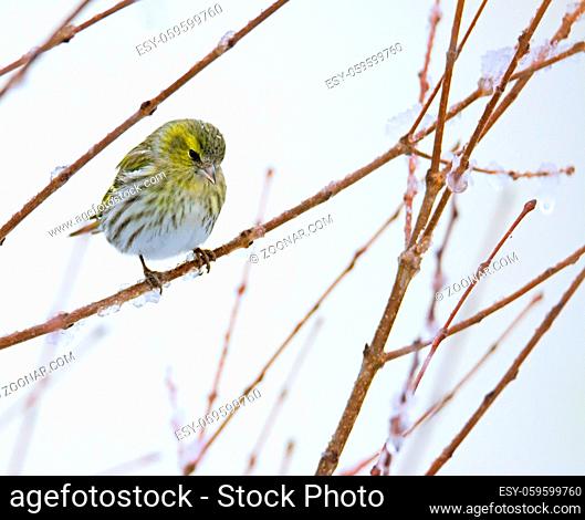 Female eurasian siskin bird sitting on the branch of a snow covered tree