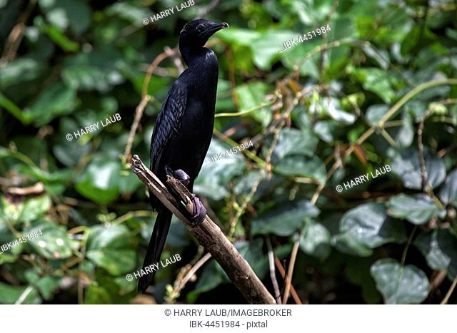 Javanese or little cormorant (Phalacrocorax niger), Bentota, Western Province, Sri Lanka