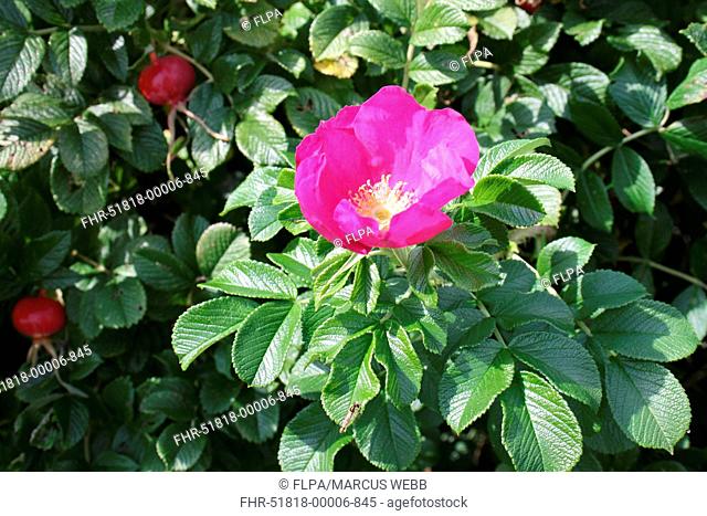 Japanese Rose Rosa rugosa introduced species, close-up of flower, growing on wasteground, Suffolk, England, august