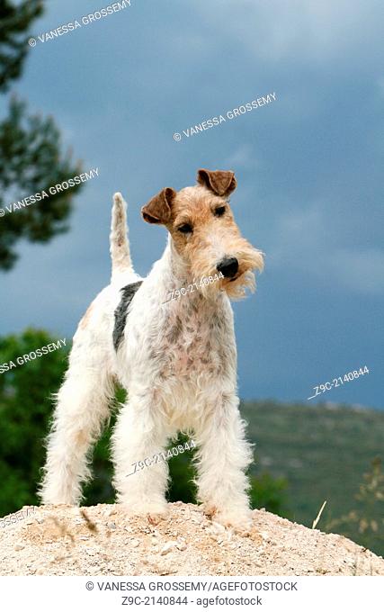 Dog Wire Fox Terrier / adult standing in a meadow