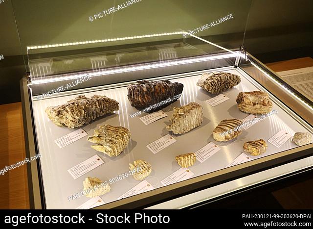 21 January 2023, Thuringia, Gera: Molar teeth from adult mammoths lie in a display case at the ""Prehistory Day"" in the Natural History Museum