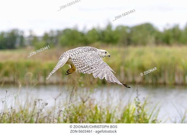 Gerfalke, Falco rusticolus, Gyrfalcon