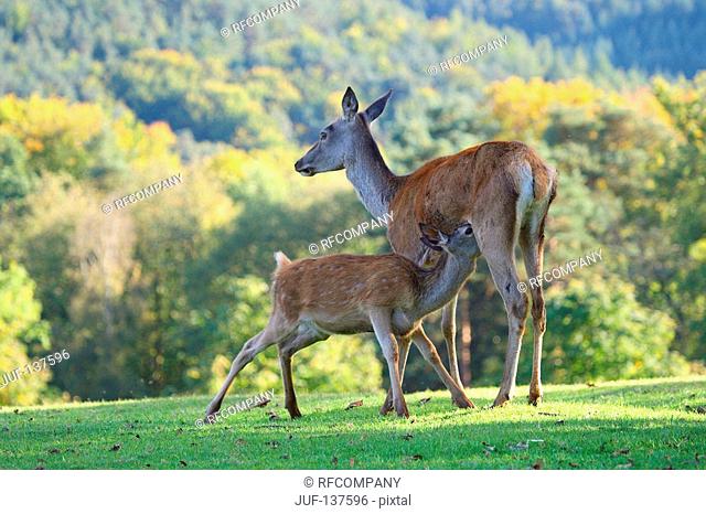 Red deer - female suckling cub / Cervus elaphus