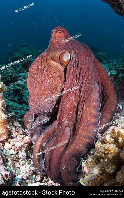 A Day Octopus, Octopus cyanea, crawling along the seabed, South Ari Atoll, Maldives, Indian Ocean