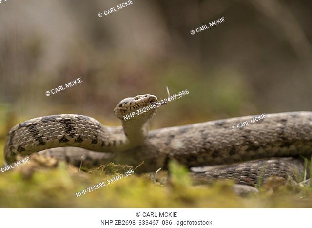 European Cat snake, Telescopus fallax, spring in Kresna gorge